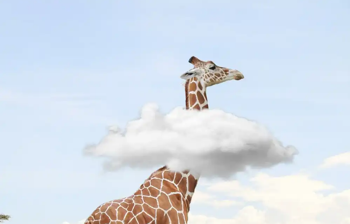 A giraffe with its head in the clouds.