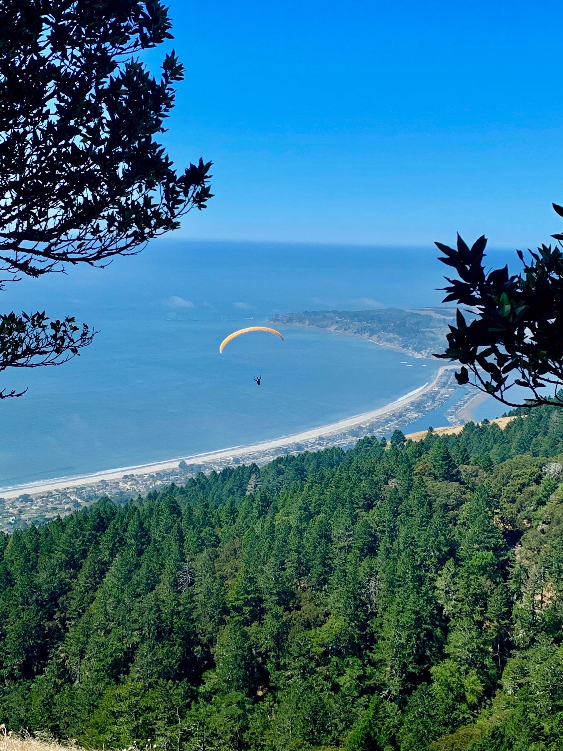 A paraglider is flying over the ocean and trees.