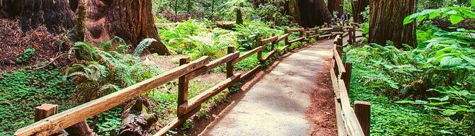 A path in the middle of a forest with trees.