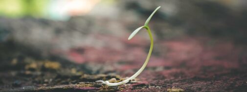 A plant growing out of the ground.